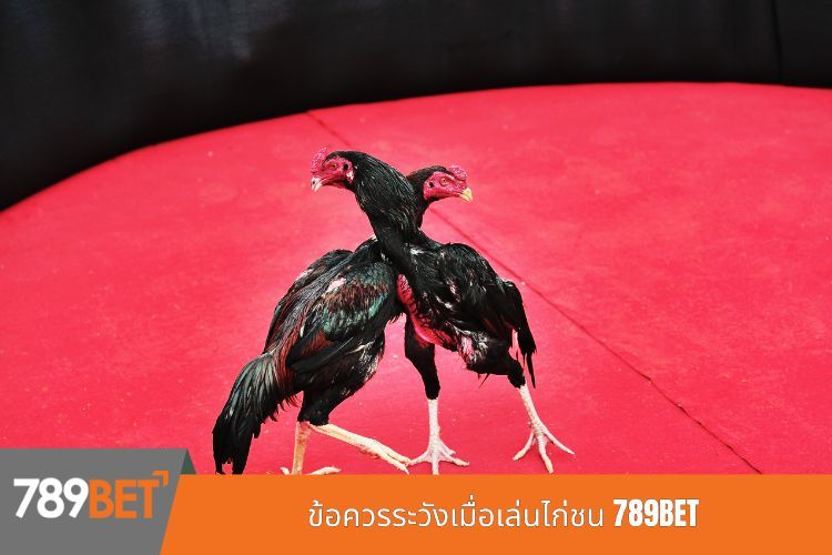 ข้อควรระวังเมื่อเล่นไก่ชน 789BET