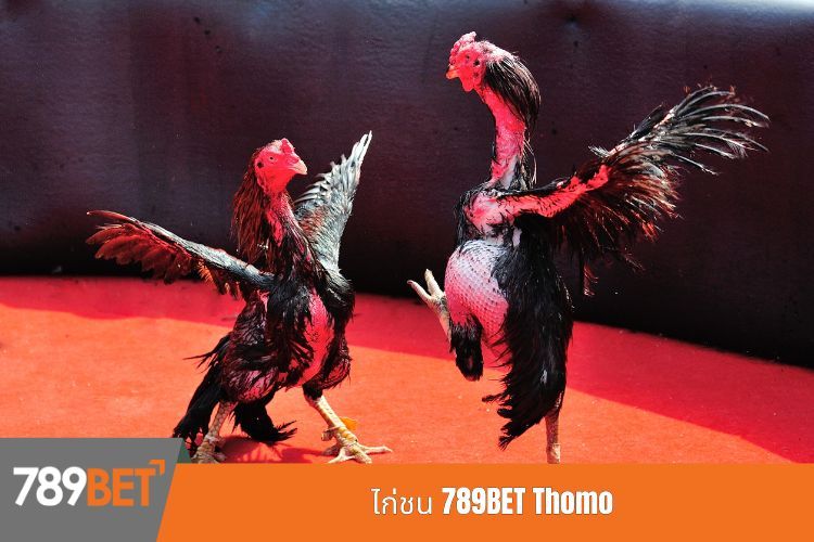 ไก่ชน 789BET Thomo